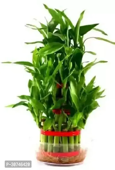 The Entacloo Two Layer Bamboo Plant lucky bamboo tree