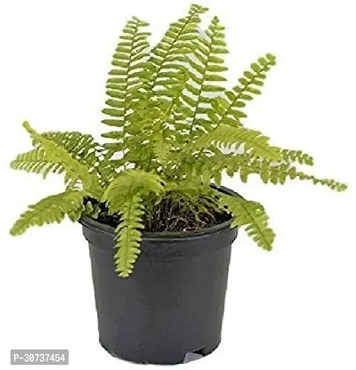 The Entacloo Fern Plant Golden Fern Plant-thumb0