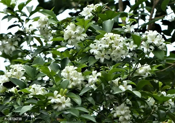 The Entacloo Murraya Paniculata Plant Murraya Paniculata Kamini Flower Plant CF001311-thumb0