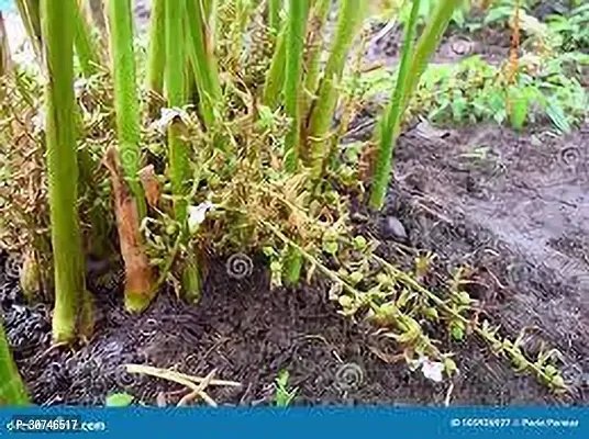 The Entacloo ElaichiCardamom Plant ELAICHI PLANT TTF-thumb0