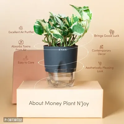 The Entacloo Money Plant Live Money Plant NJoy | Grey Self-Watering Pot | Pothos | Marble Prince Decor-thumb2