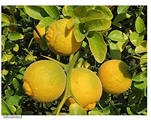 The Entacloo Lemon Plant Gardens Live Galgal LemonNimbuNimboo Fruit Plant With poly bagOutdoor Healthy Plant 1 Healthy Live Plant With Plastic Bag-thumb0