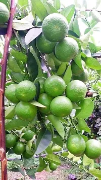 The Entacloo Lemon Plant Thai All Time SeedLess Lemon Plant Nimbu Plant Lebu plant All time Hybrid Lemon tree Plant Height (11.5 Ft)-thumb2