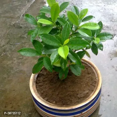 The Entacloo Ficus Bonsai Plant CFGV48-thumb0