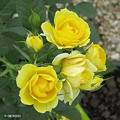 The Entacloo Rose Plant Yellow Rose-thumb0