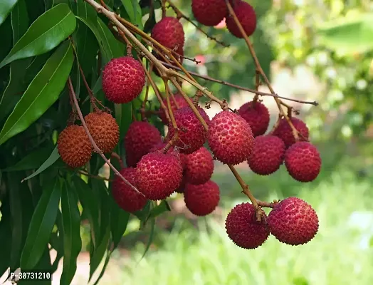 The Entacloo Litchi Plant Hybrid LitchiLychee Fruit Live Plant-thumb0