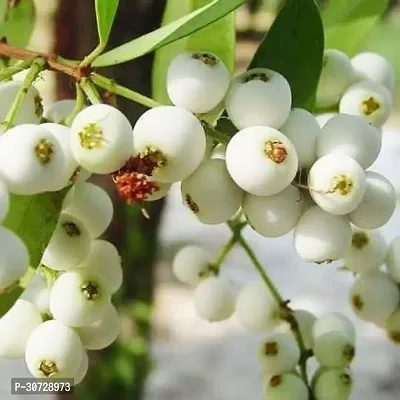 The Entacloo Cats Claw Plant Rare Hybrid Fruit Live Plant - Rare Delicious Fruit Syzygium zeylanicum Poocha PazhamCat Eye fruitFruit Plant ( 1 Healthy Live Plant)-thumb0