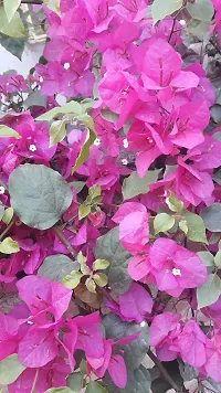 The Entacloo Bougainvillea Plant RWBOUGAIN-thumb2