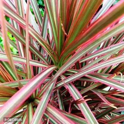 The Entacloo Dracaena Plant Dracaena Plant-10-thumb0