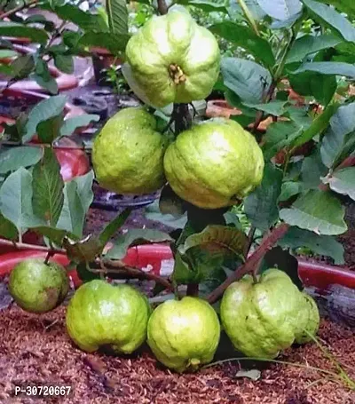 The Entacloo Guava Plant Thai Dwarf Variant Guava Live Plant.CF15-thumb0