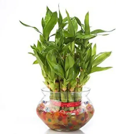 Hot Selling Plant & Planters 