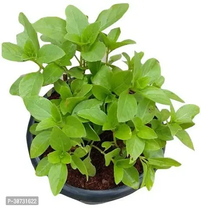 The Entacloo Tulsi Plant Live tulsi with pot-thumb0