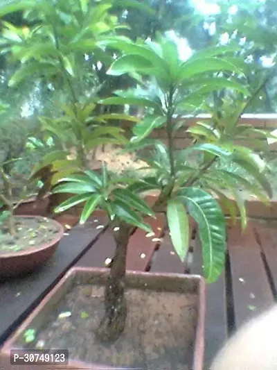 The Entacloo Mango Plant ANGO20-thumb0