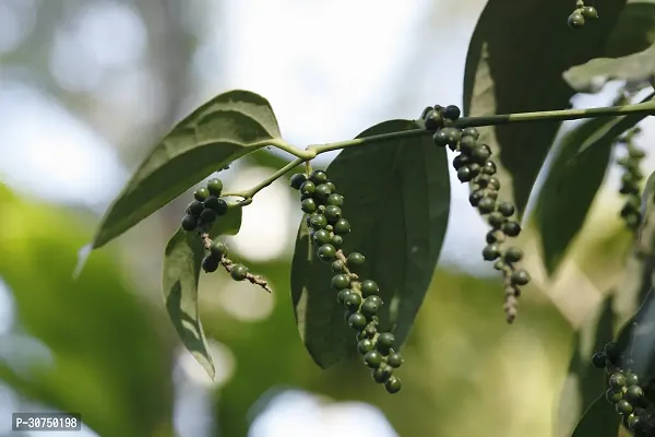 The Entacloo Black Pepper Plant blc01-thumb0