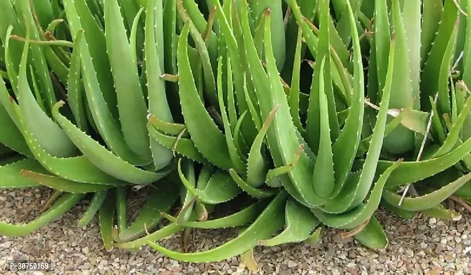 The Entacloo Aloe Vera Plant aloevera plant 952-thumb0