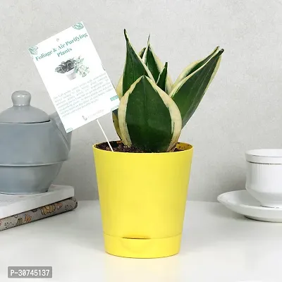 The Entacloo Money Plant FA9898500pl-thumb3