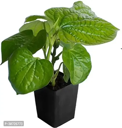 The Entacloo Betel Leaf Plant Betel Leaf Herb Outdoor Plant-thumb0