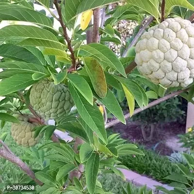 The Entacloo Custard Apple Plant Rare Red Sugar-AppleSitafal Fruit Plant (Annona squamosa)Aata Fruit Plant 1 HealthyPlant.-thumb0