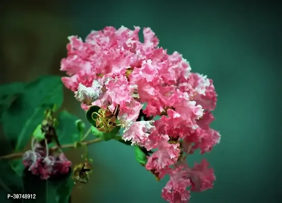 The Entacloo Jasmine Plant Jasmine plantfurush plant ( pink )-thumb2