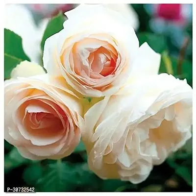 The Entacloo Rose Plant LiveOriginalNatural Plant Light Cream Rare Rose Flower Outdoor Plant-thumb0