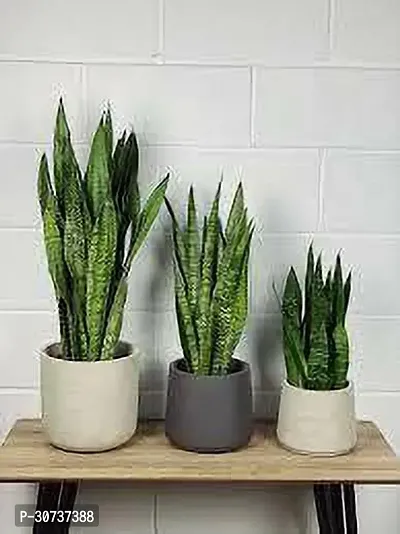 The Entacloo Snake Plant SNAKE PLANT DFG-thumb0