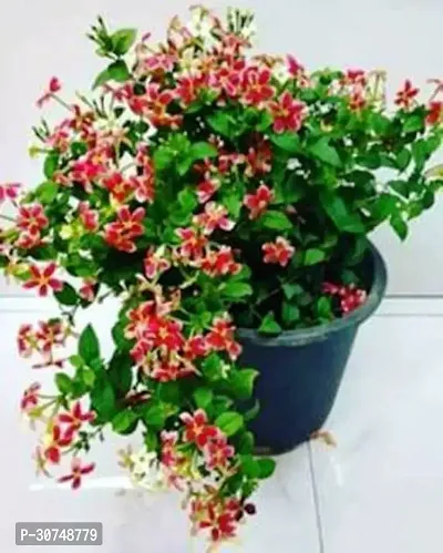 The Entacloo MadhumaltiRangoon Creeper Live Madhumalati Honeysuckle Rangoon Creeper Flower Plant For Indoor Outdoor Garden-thumb0