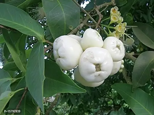 Your Shop Live Plant White Java Apple Dwarf Rose Water Apple Plant Syzygium Samarangense Jambu Wax Apple (1 Healthy Live Plant)