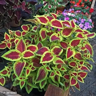 The Entacloo Coleus Plant coleus live plant with pot-thumb0