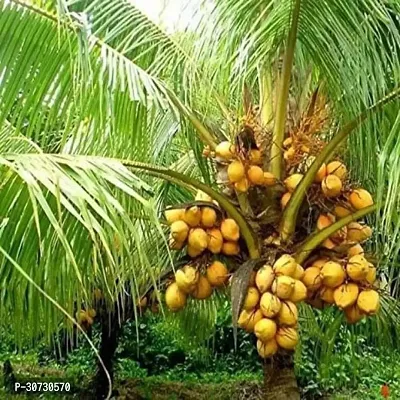 The Entacloo Coconut Plant Badami Coconut Hybrid Plant For Outdoor Garden-thumb0