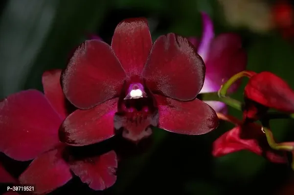 The Entacloo Lily Plant Exotic Dendrobium Live Orchid Plant (Dark Red) In Plastic Pot-thumb2