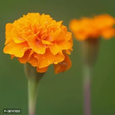 The Entacloo Marigold Plant Orange Marigold Plant(Pack of 1)-thumb0