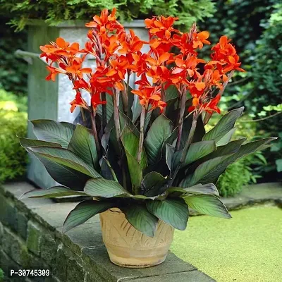 The Entacloo Canna Lily Plant Canna Lily Plant-thumb0