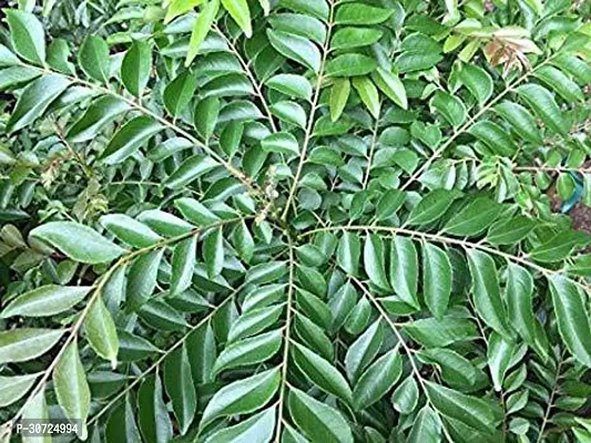 The Entacloo Curry Leaf Plant Curry Leaves_CURRY PATTA-thumb2