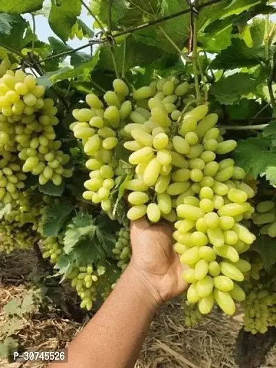 The Entacloo Grape Plant Grape Plant22-thumb0