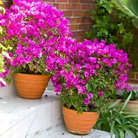 The Entacloo ZZ Plant Bougainvillea plant 202-thumb2