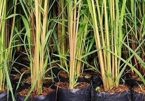 The Entacloo Lemon Grass Plant lemon grass-thumb1