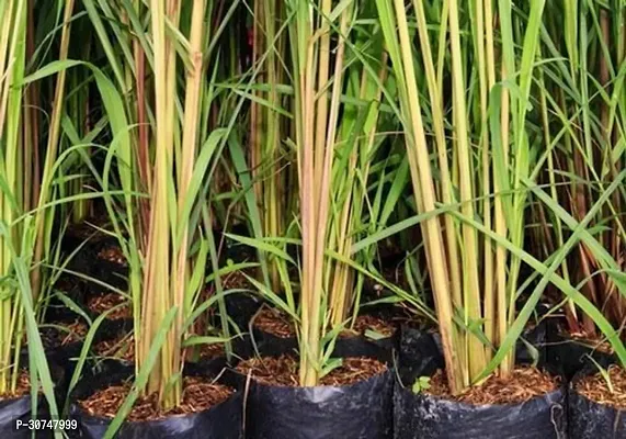 The Entacloo Lemon Grass Plant lemon grass-thumb2