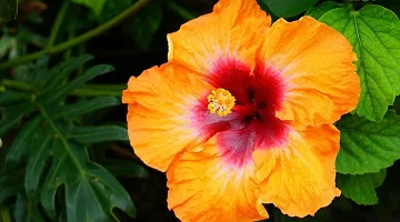 The Entacloo Hibiscus Plant Pune Veraites Orange HibiscusJoba-thumb1