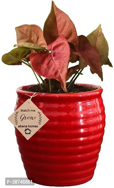 The Entacloo Syngonium Plant pyg$63-thumb0