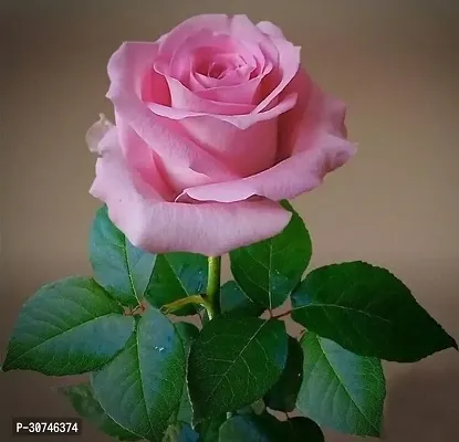 The Entacloo Rose Plant Imported Rose Plants Live with Pot with Pot.-thumb0