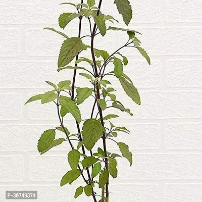 The Entacloo Tulsi Plant ZoomPlant302-thumb0