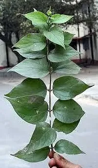 The Entacloo ParijatHarsingar Plant PARIJAT PLANT AA-thumb1