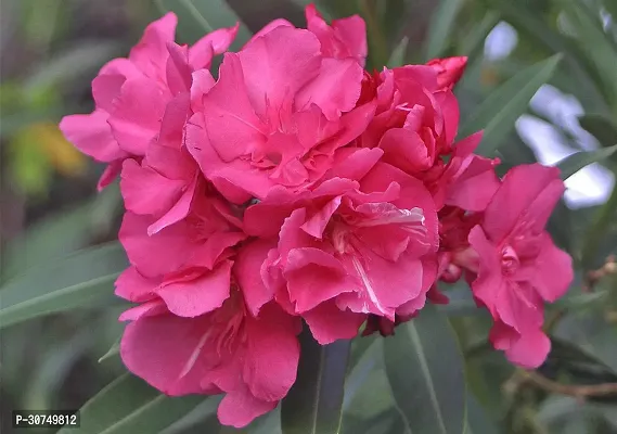 The Entacloo Oleander Plant Oleander Flower PlantFP01-thumb0