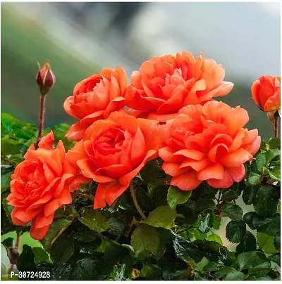 The Entacloo Rose Plant Climbing Orange RoseGulab Flower-thumb0