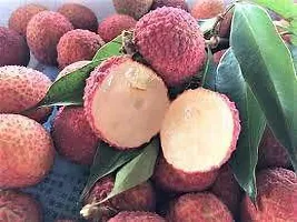 The Entacloo Litchi Plant Litchi Chinensis Variety China 3 Lychee Fruit (Air layeredGrafted) Live PlantsTree(11.5 Ft Size)-thumb1