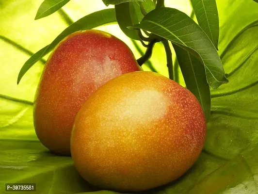 The Entacloo Mango Plant Honey Mango Mango Live Pant.-thumb0