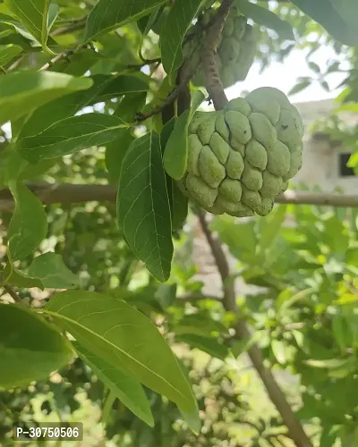 The Entacloo Custard Apple Plant Custard Apple Live Plant Disha309030113-thumb0