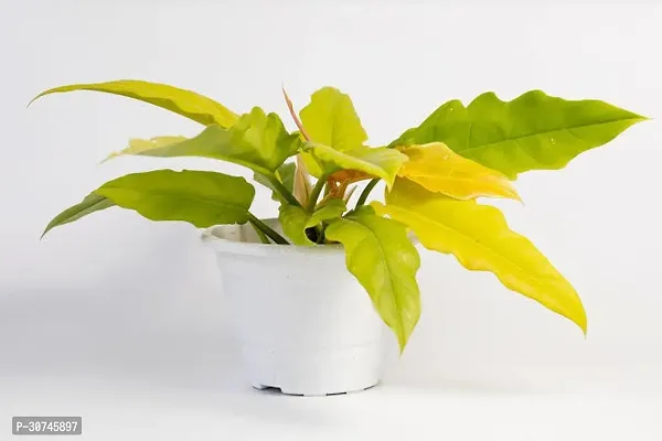 The Entacloo Philodendron Plant PHILODENDRON GOLD INDOOR LIVE PLANT(HYBRIDPACK OF 1 PACKET)