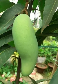 The Entacloo Mango Plant RED GRAFTING BANANA MANGO SWEET FRUIT PLANT-thumb1