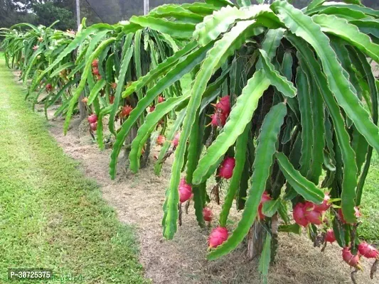 The Entacloo Dragon Tree Red Dragon Fruit Sapling v7-thumb0